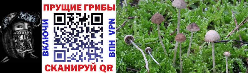 Купить где  Высоковск  Псилоцибиновые грибы прущие грибы 